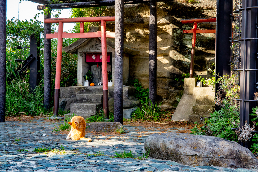 神々しい猫ちゃんの毛づくろい。