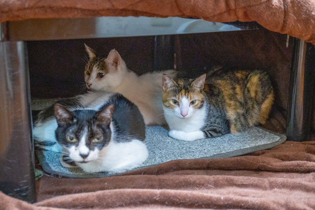 猫の巣。