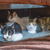 猫の巣。