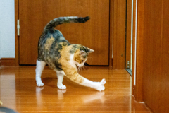 ハンターこはる、発動。