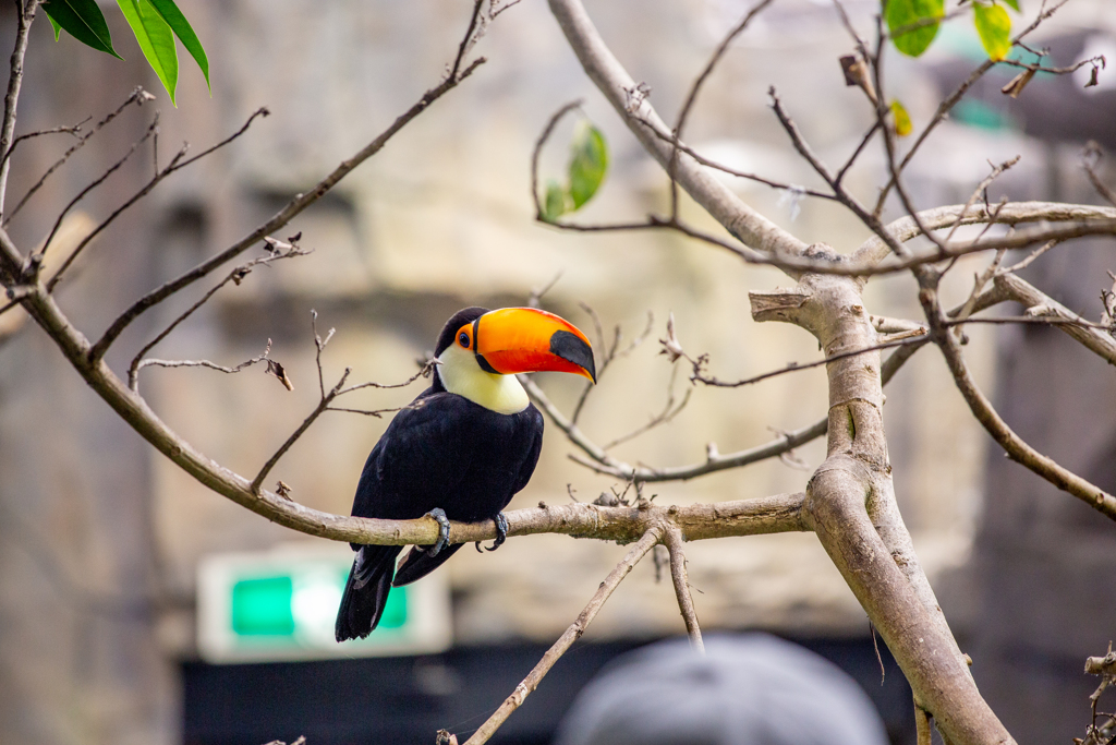 愉快な鳥さん。