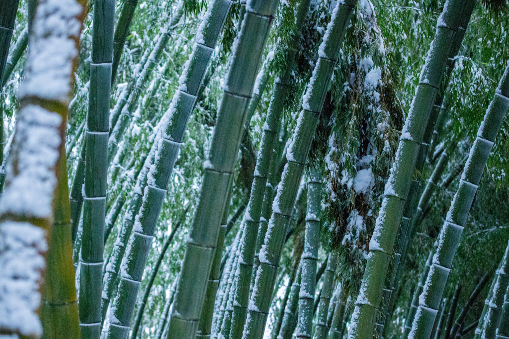 雪の竹林。