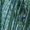 雪の竹林。