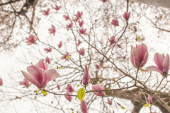 空から降るピンクの花。