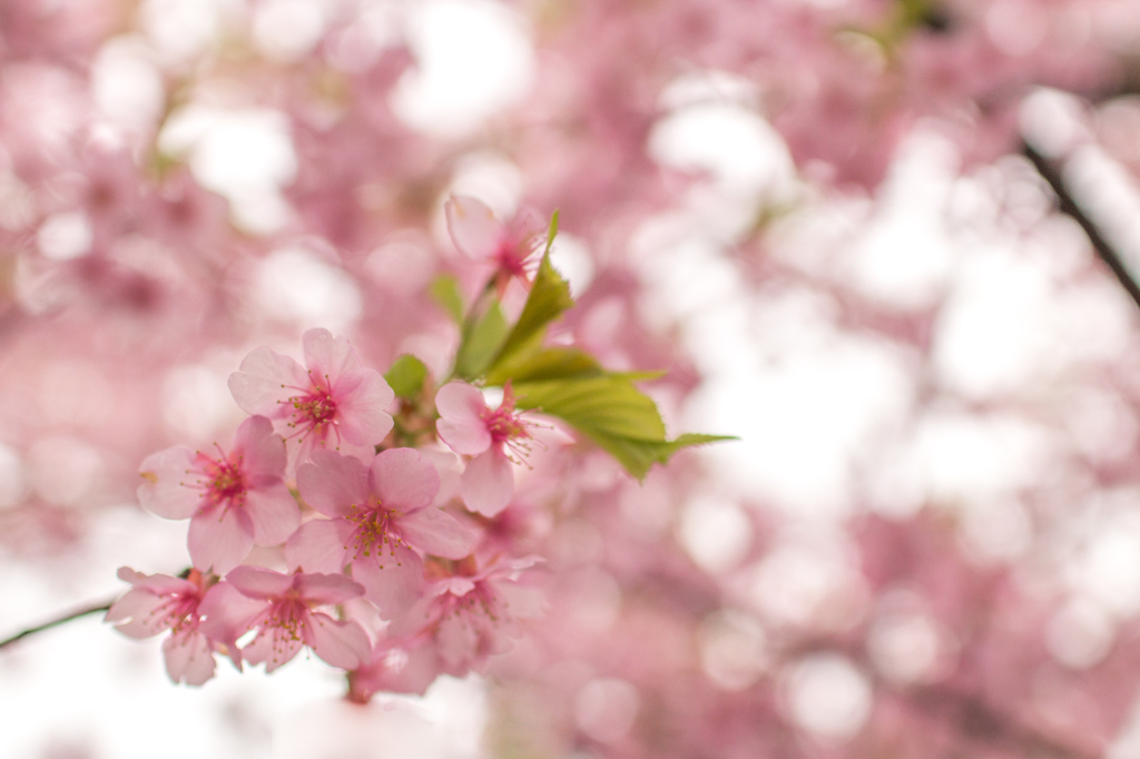 桜。