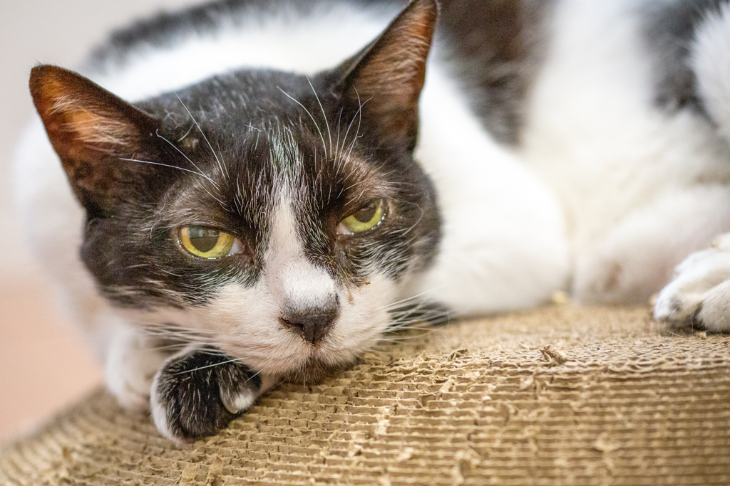 王者のまなざし。