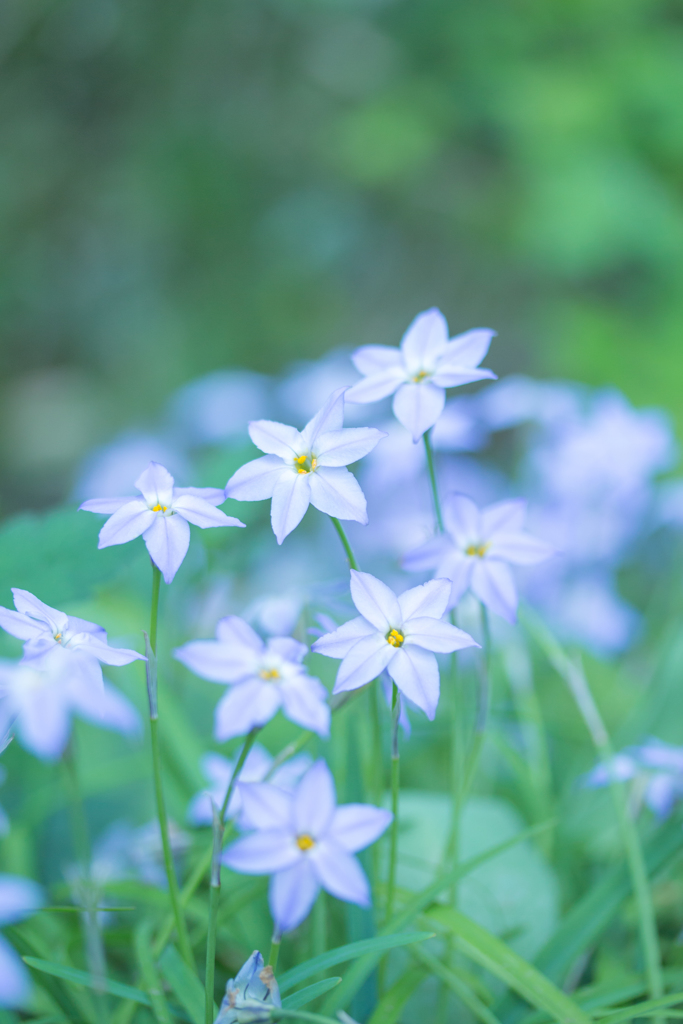 青い花。