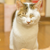 眠たいりんこ。