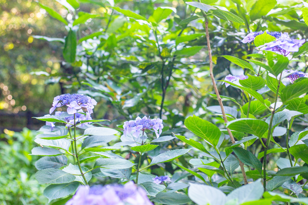 紫陽花の予感。