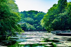 夏の気配。