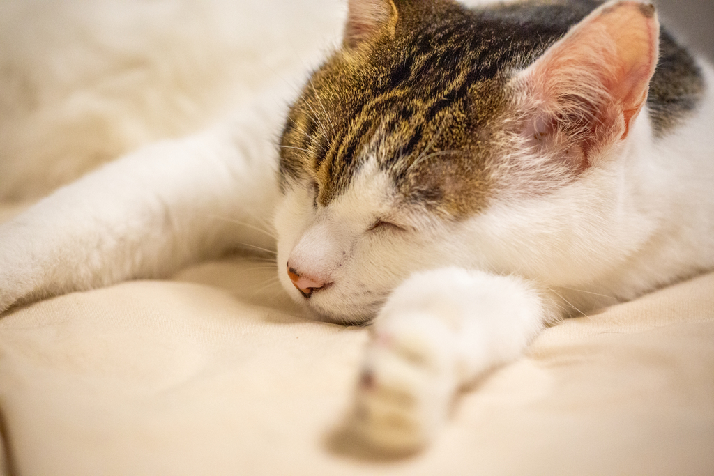 おやすみブレイク。