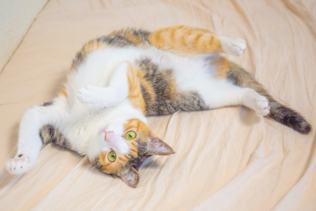 ごろりん女王様。