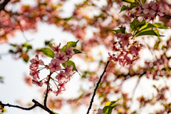 輝く河津桜。