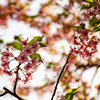 輝く河津桜。