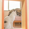 ねこドア越しのりんこ。
