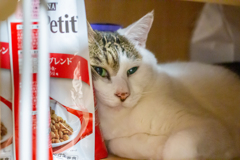 キャットフードの守護者。