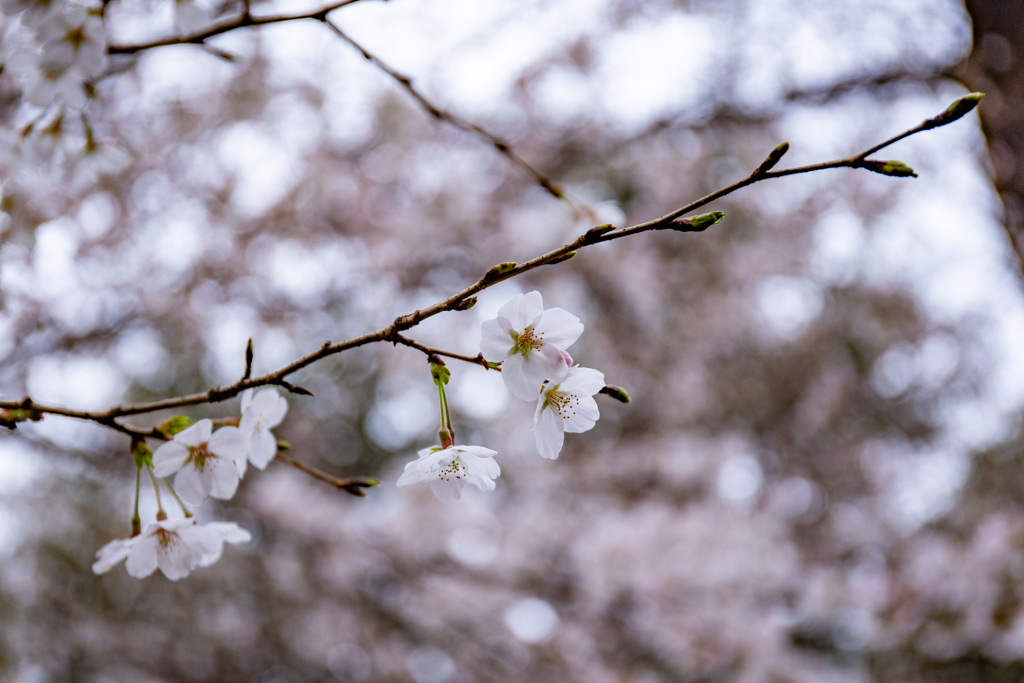 桜のやわらかさ。