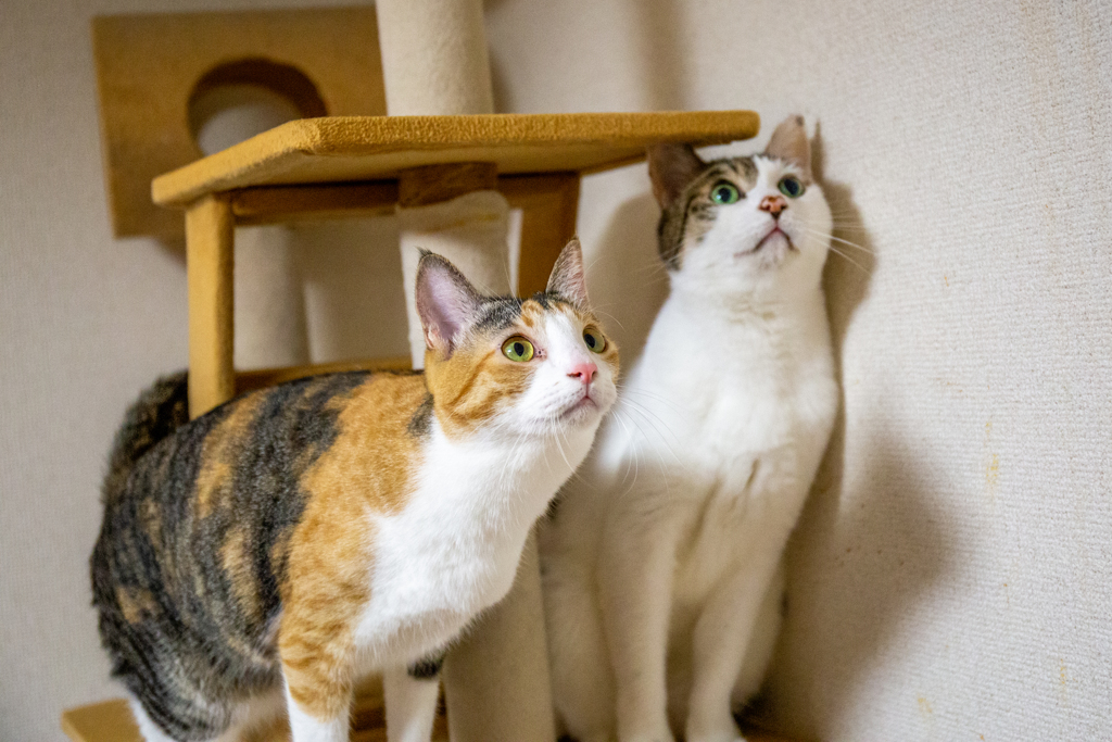 ふたりでハンティング。
