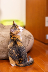 小さな背中。