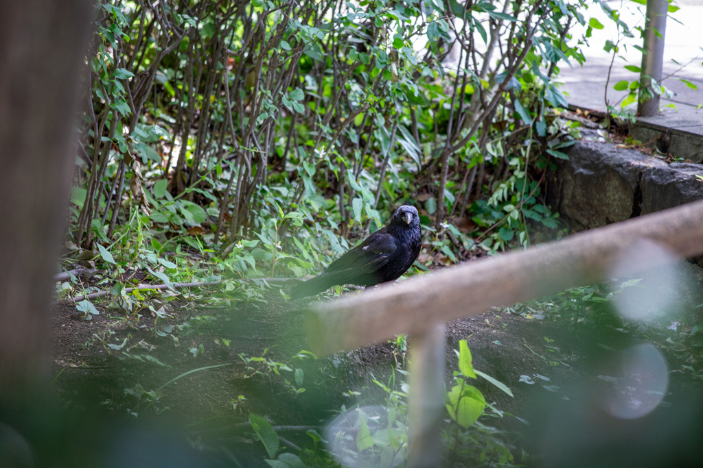 観察者の視線。