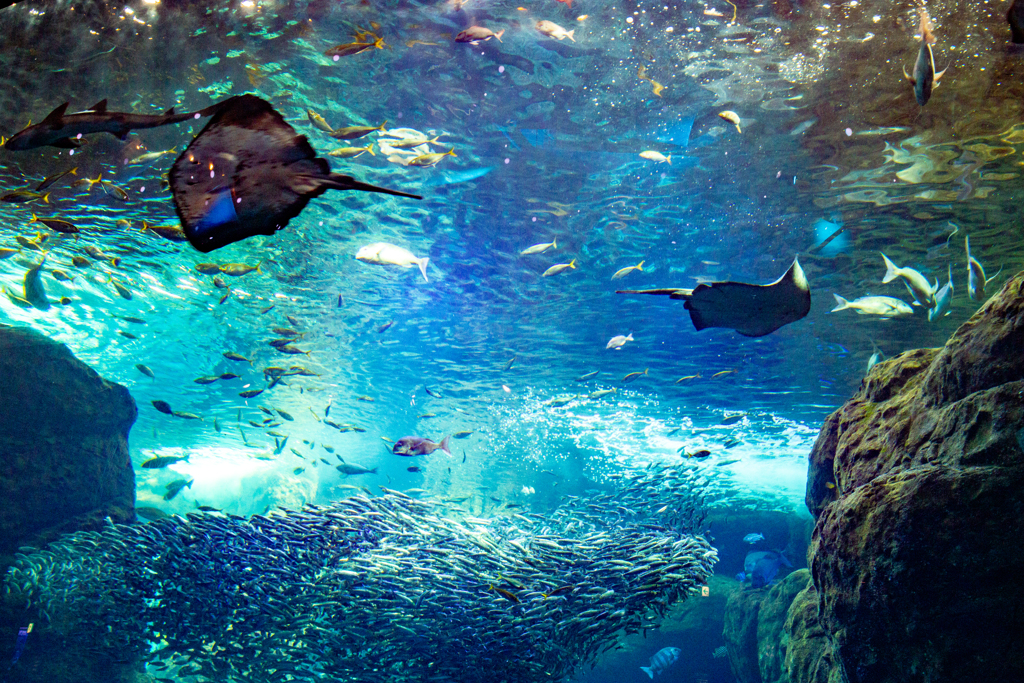 優雅な泳ぎと鮮やかな光の水族館。