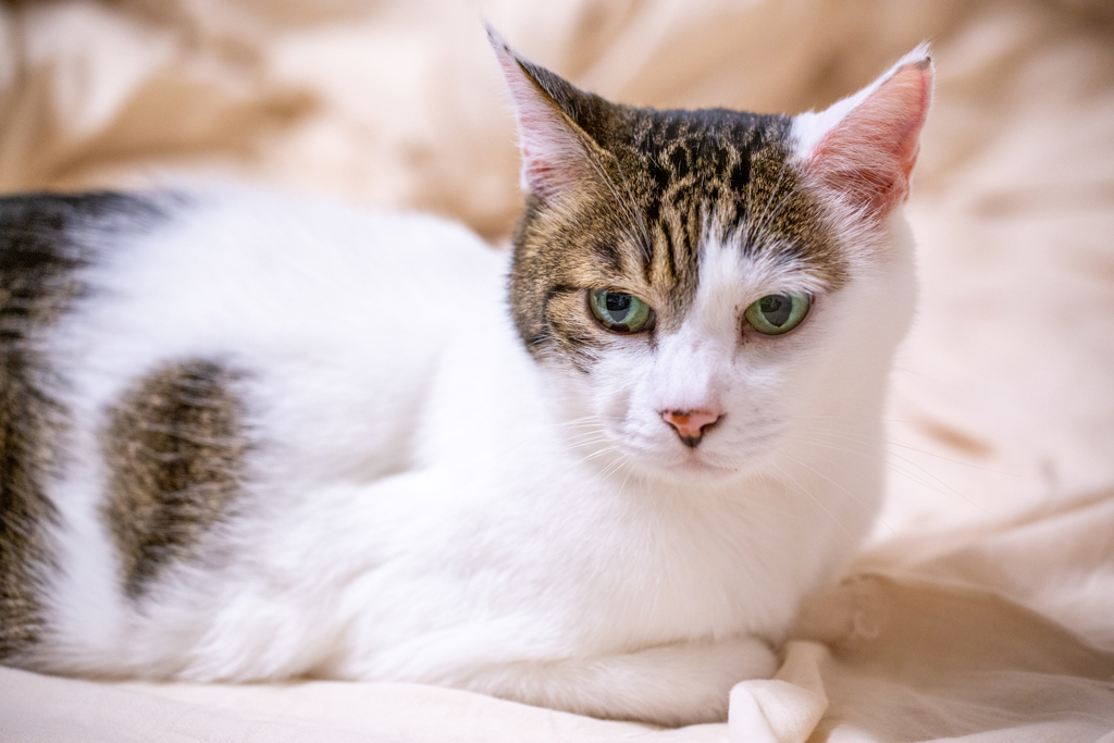 もふ少年の午後。