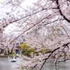 桜とスワンボート。