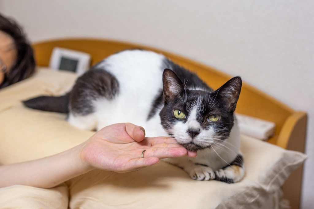アゴ撫でタイム。