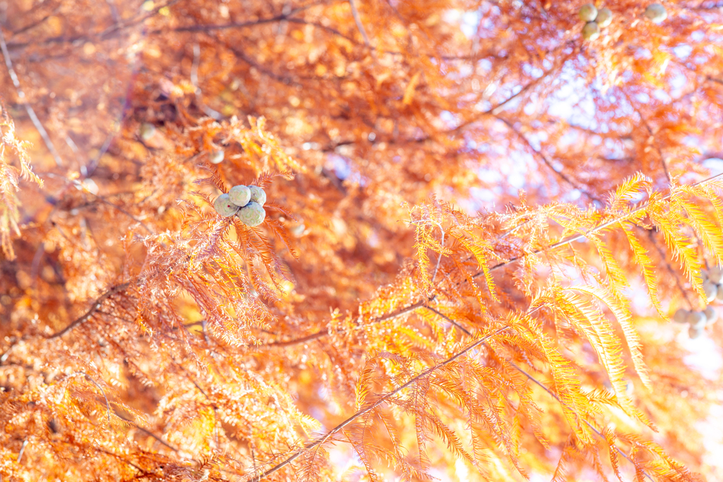 秋がほどける音。