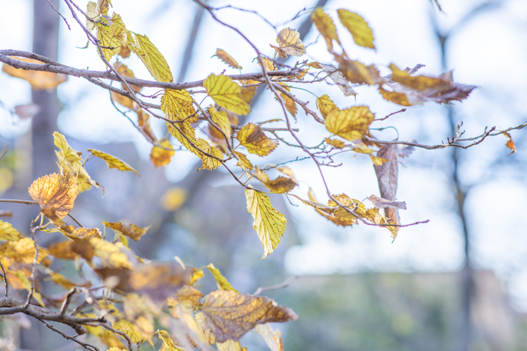 光のなかの黄葉。