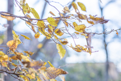 光のなかの黄葉。