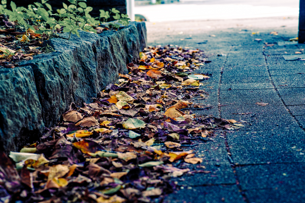 足元のオーケストラ。