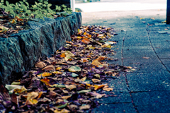 足元のオーケストラ。