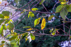 移ろいの入口。