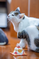 お正月、いつもの日常。