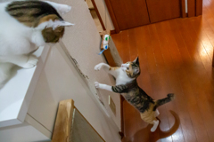 子猫の遊びを高みの見物。