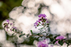 曇り空に咲くピンク。