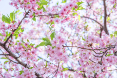 葉っぱが付き始めた河津桜。