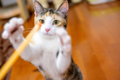 真剣なこはるちゃん。