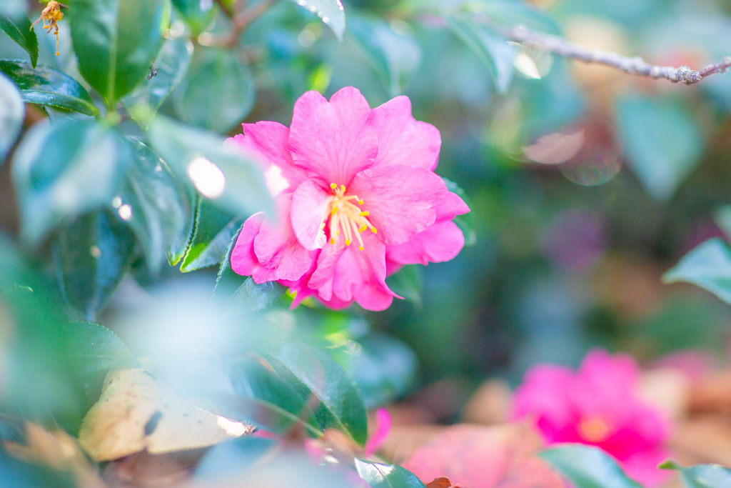 冬の花。