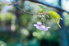 葉桜。