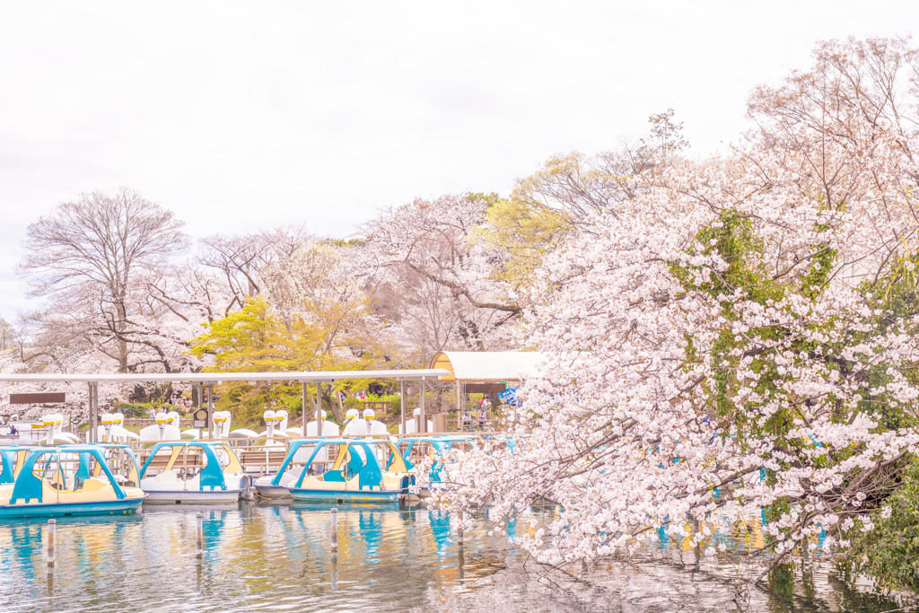 桜色の春。