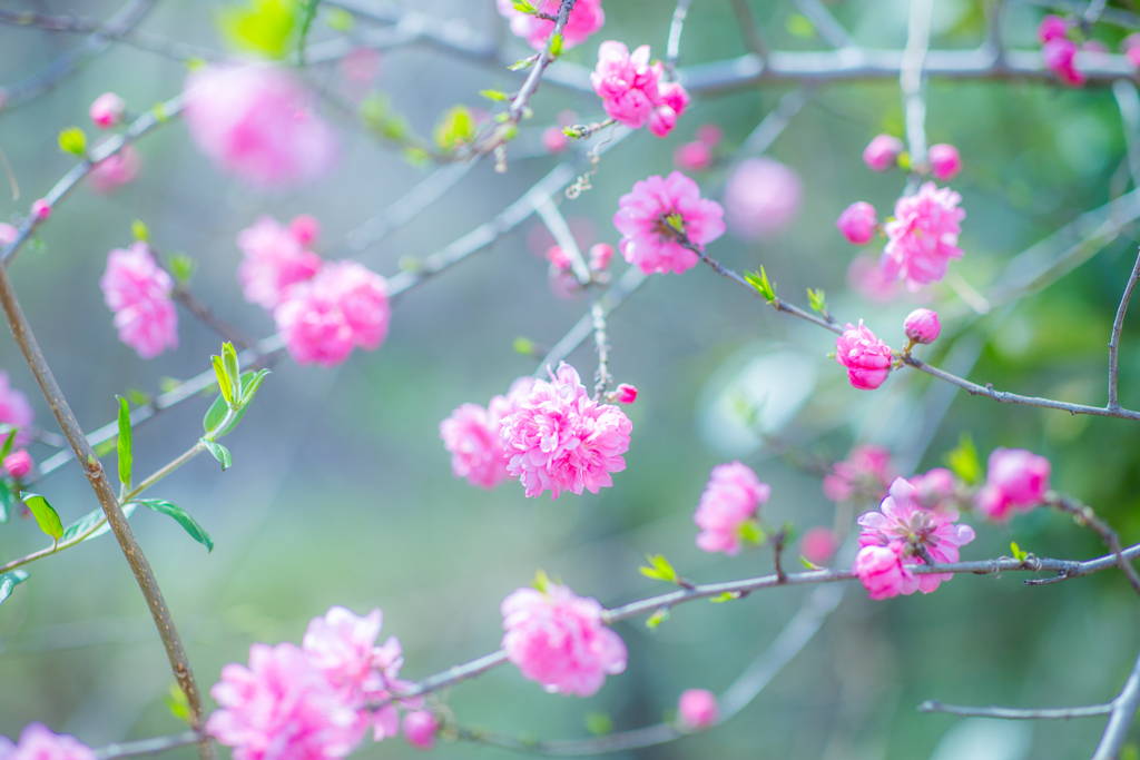 浮かぶ花のお菓子。