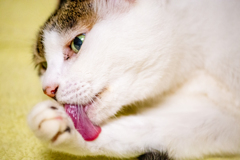 べろチェック。