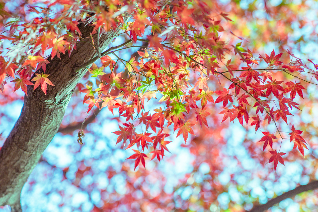 光にほどける紅葉。
