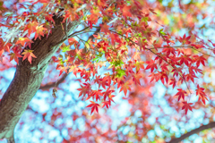 光にほどける紅葉。