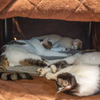 猫たち、大丈夫？