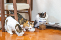 しあわせの足並み。