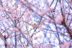 梅見の名客。