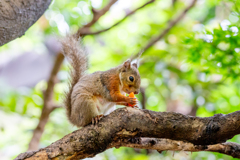 もふもふランチタイム。
